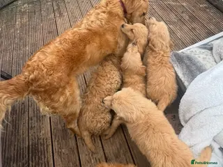 Goldendoodle dogs Beautiful health checked small retriever xdoodles in Oswestry - Advert 4