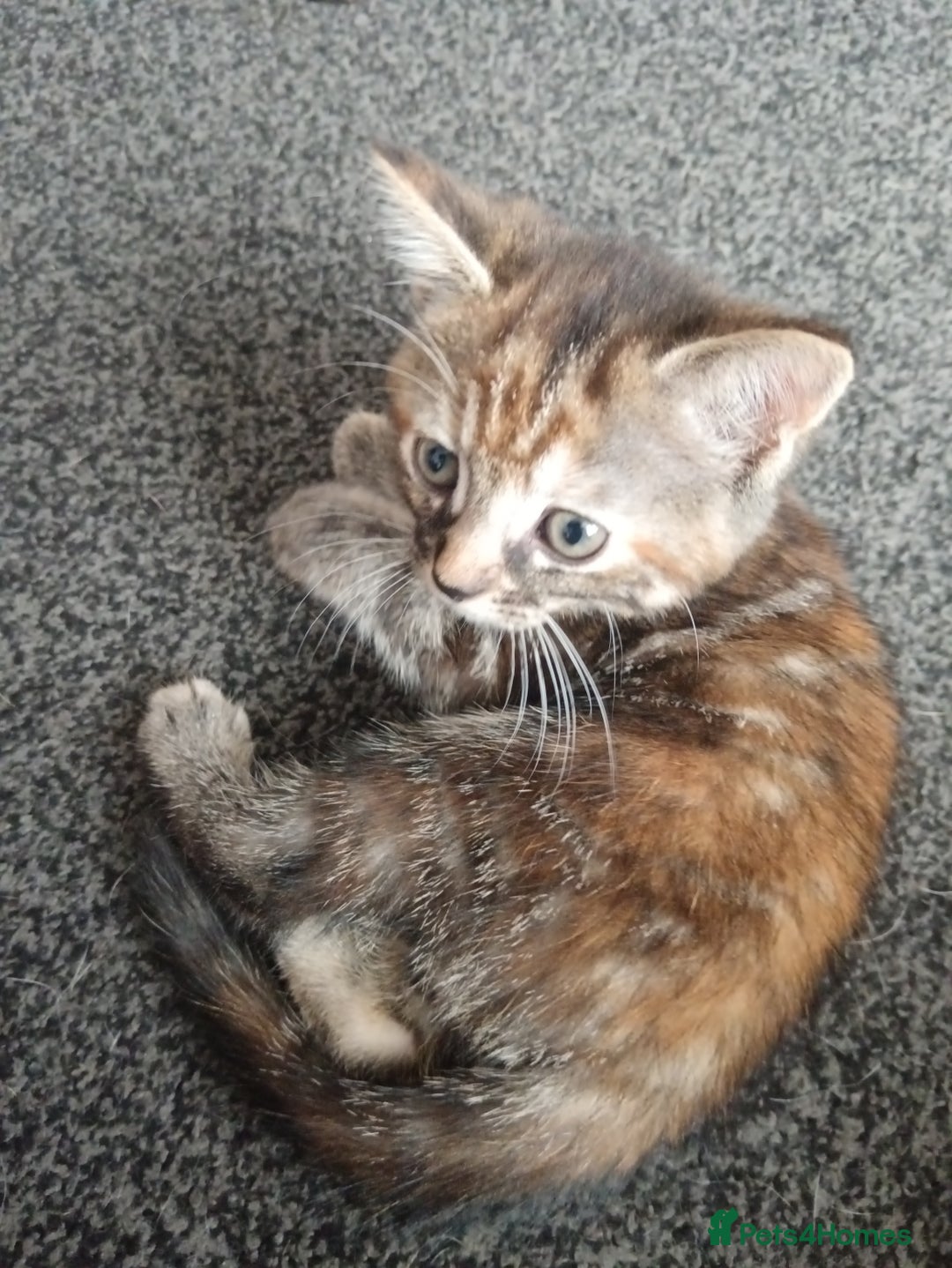 Mixed Breed cats for sale: 3 Gorgeous Kittens - Image 7