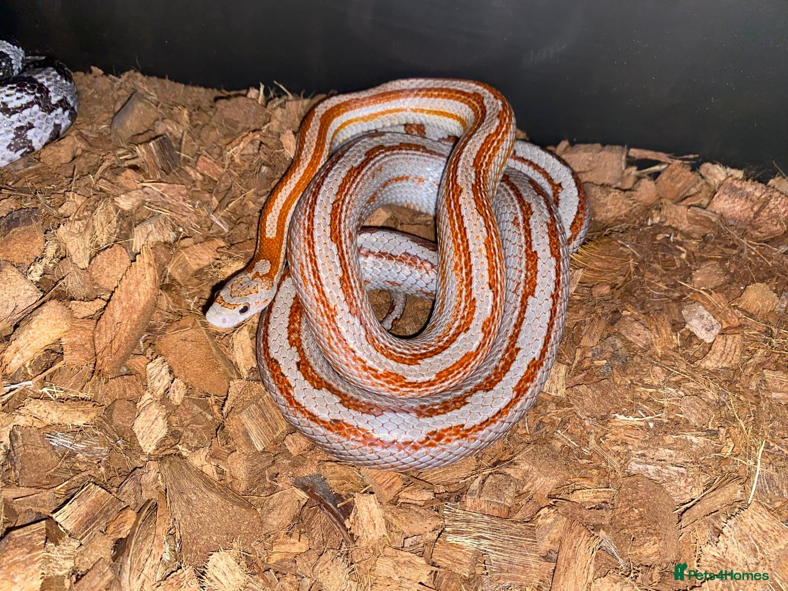 Corn Snake reptiles for sale: Corn snakes - Advert 1
