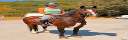 Welsh Section D horses for sale: Whizzy Welsh and a whole lot of fun  - Advert 1