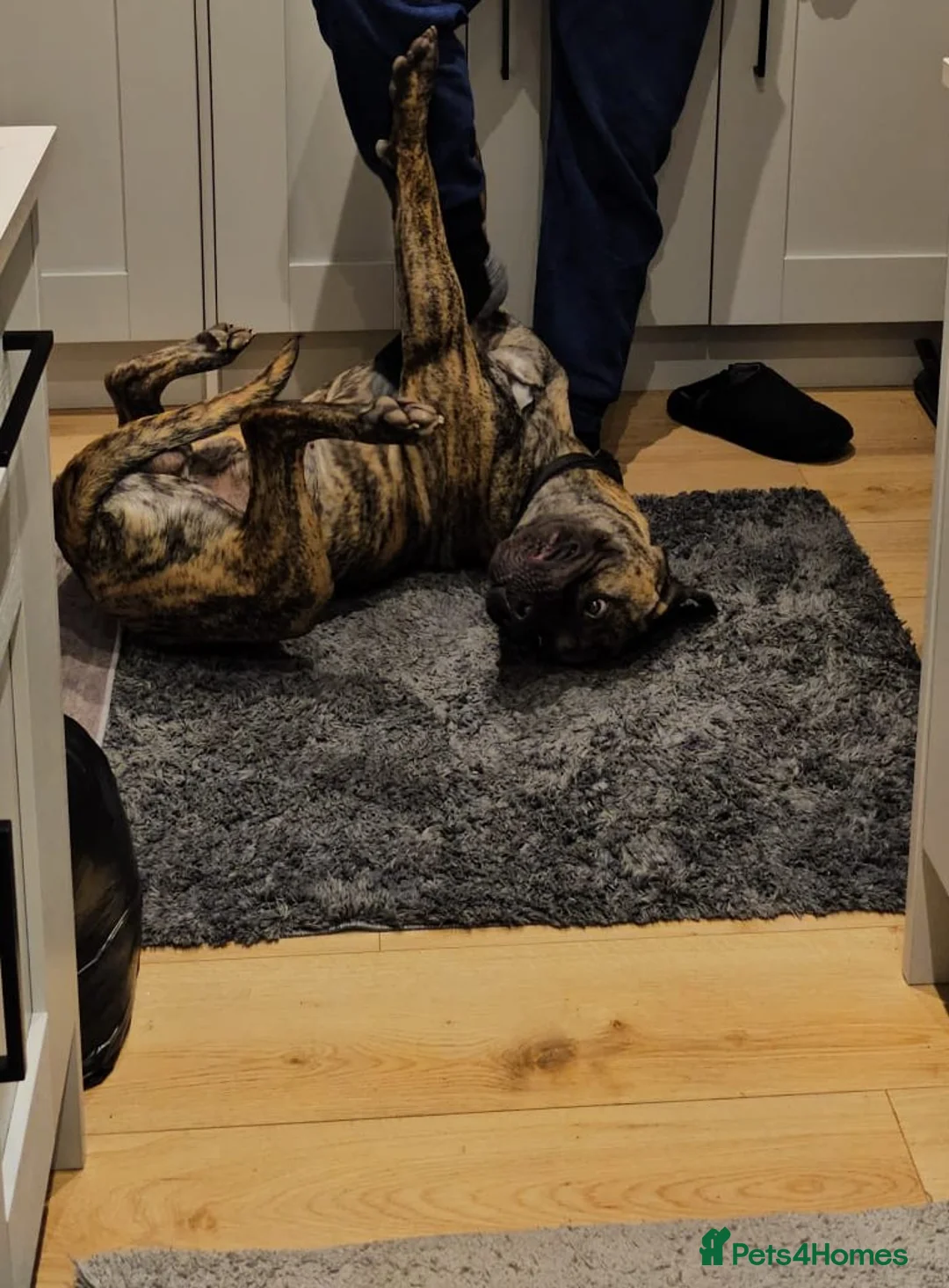 Presa Canario dogs for sale: Amazing Dog - Advert 2