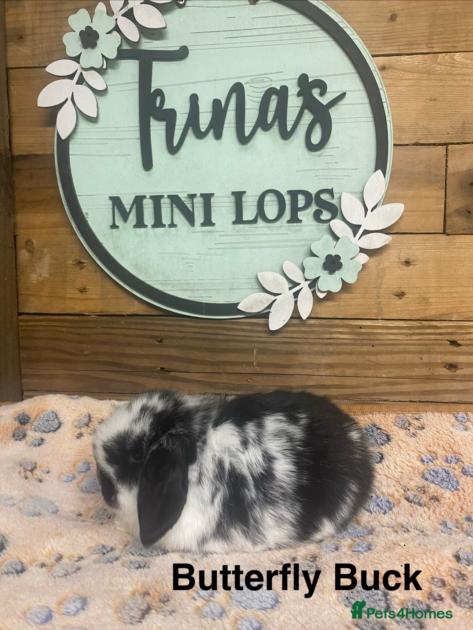 Mini Lop rabbits Purebred Baby Mini Lops - Advert 5