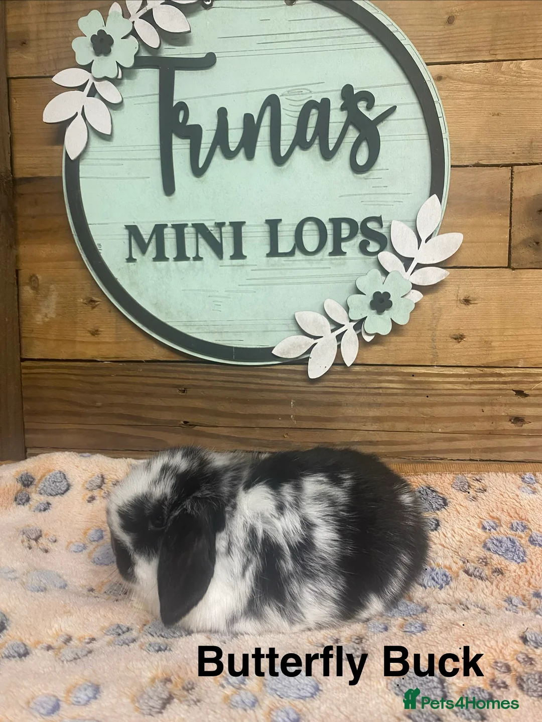 Mini Lop rabbits for sale: Purebred Baby Mini Lops - Advert 9