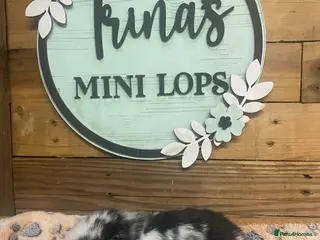 Mini Lop rabbits Purebred Baby Mini Lops - Advert 5