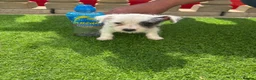 Jack Russell dogs for sale: Short legged Jack russels - Advert 12