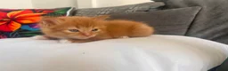 Mixed Breed cats for sale: Kittens for sale - Advert 2