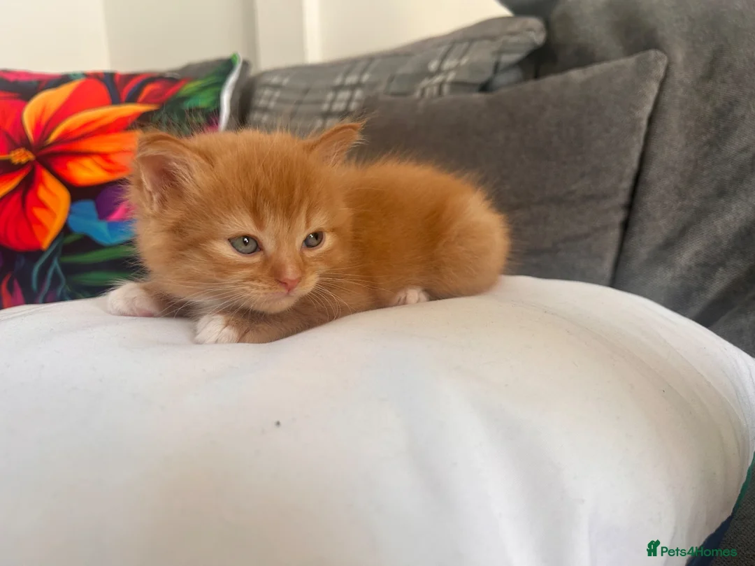 Mixed Breed cats for sale: Kittens for sale - Advert 2