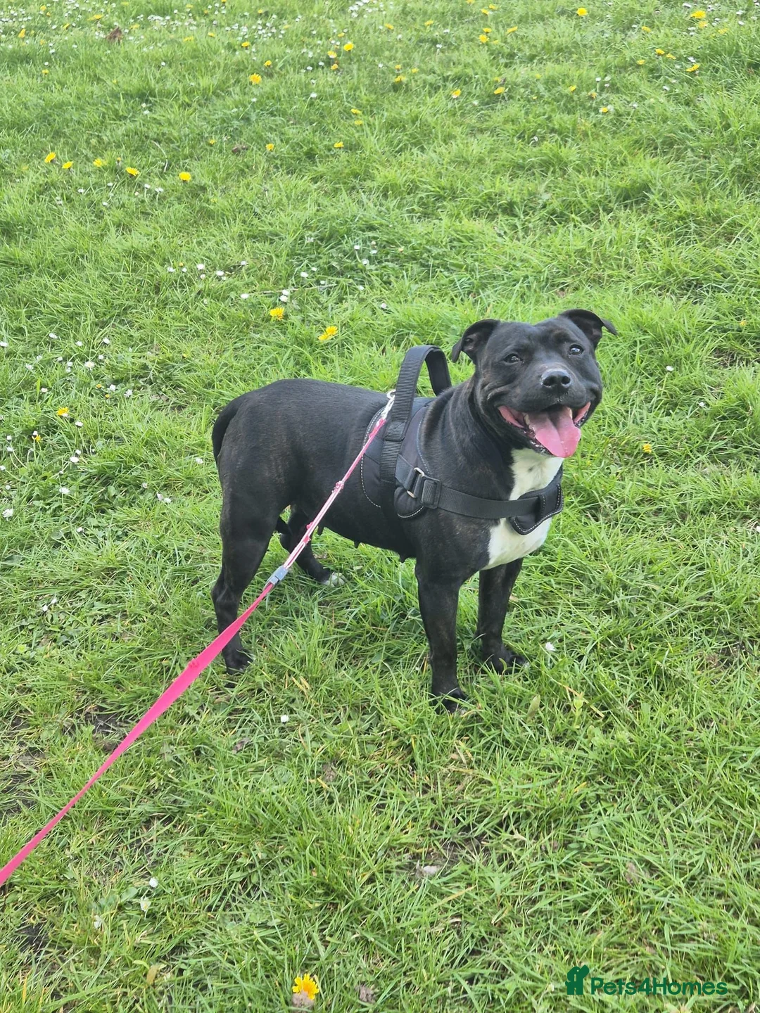 Staffordshire Bull Terrier dogs for sale: Adorable puppy looking for new home🥰🥰 in Smethwick - Advert 1