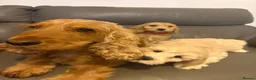 Cockapoo dogs for sale: Cockapoo males and females  - Advert 2