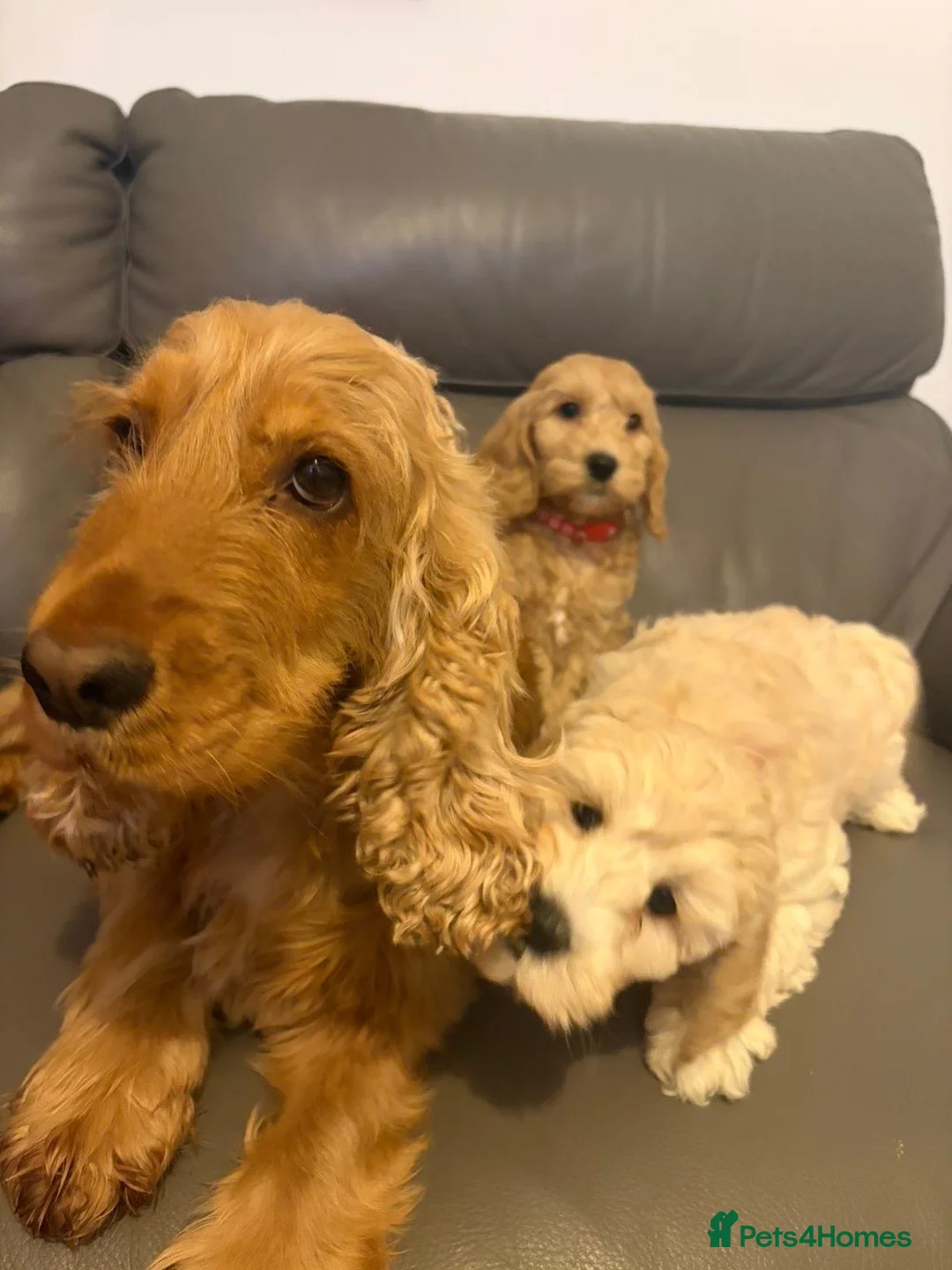 Cockapoo dogs for sale: Cockapoo males and females  - Advert 2