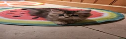 British Shorthair cats for sale: British Longhair & British Shorthair Kittens - Advert 6