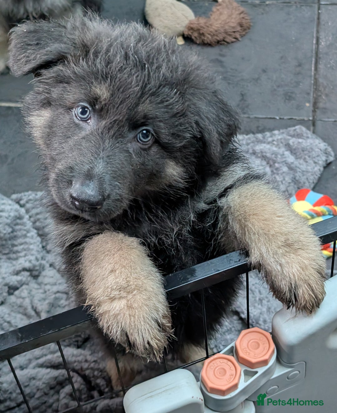 German Shepherd dogs for sale: READY TO GO NOW Blue Isabella German Shepherd Girl - Advert 2