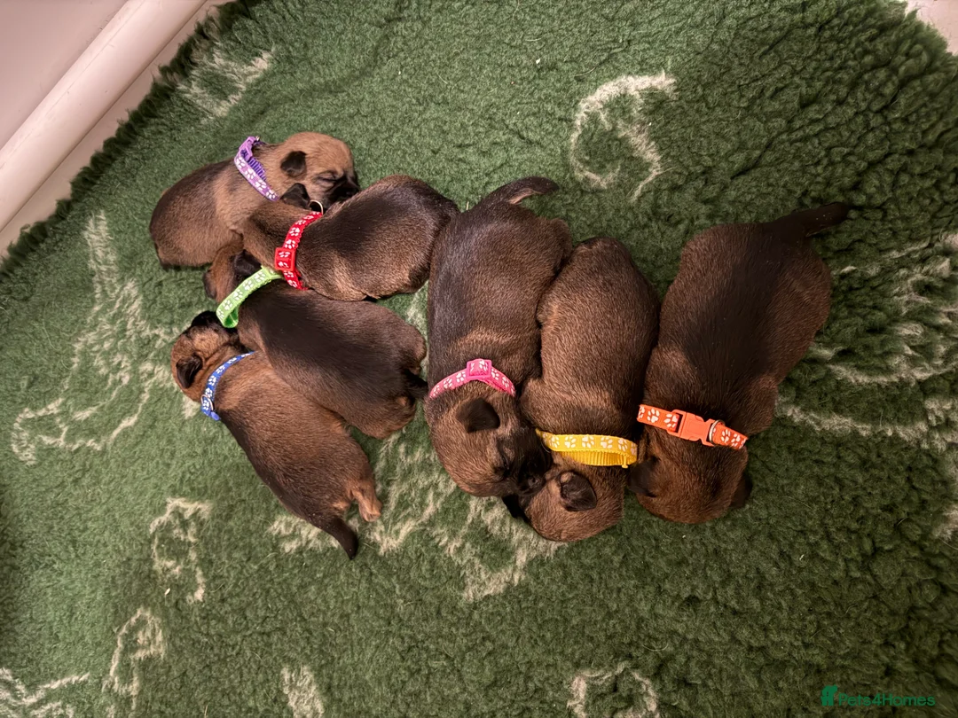 Border Terrier dogs for sale: KC Border Terrier Puppies - Advert 2