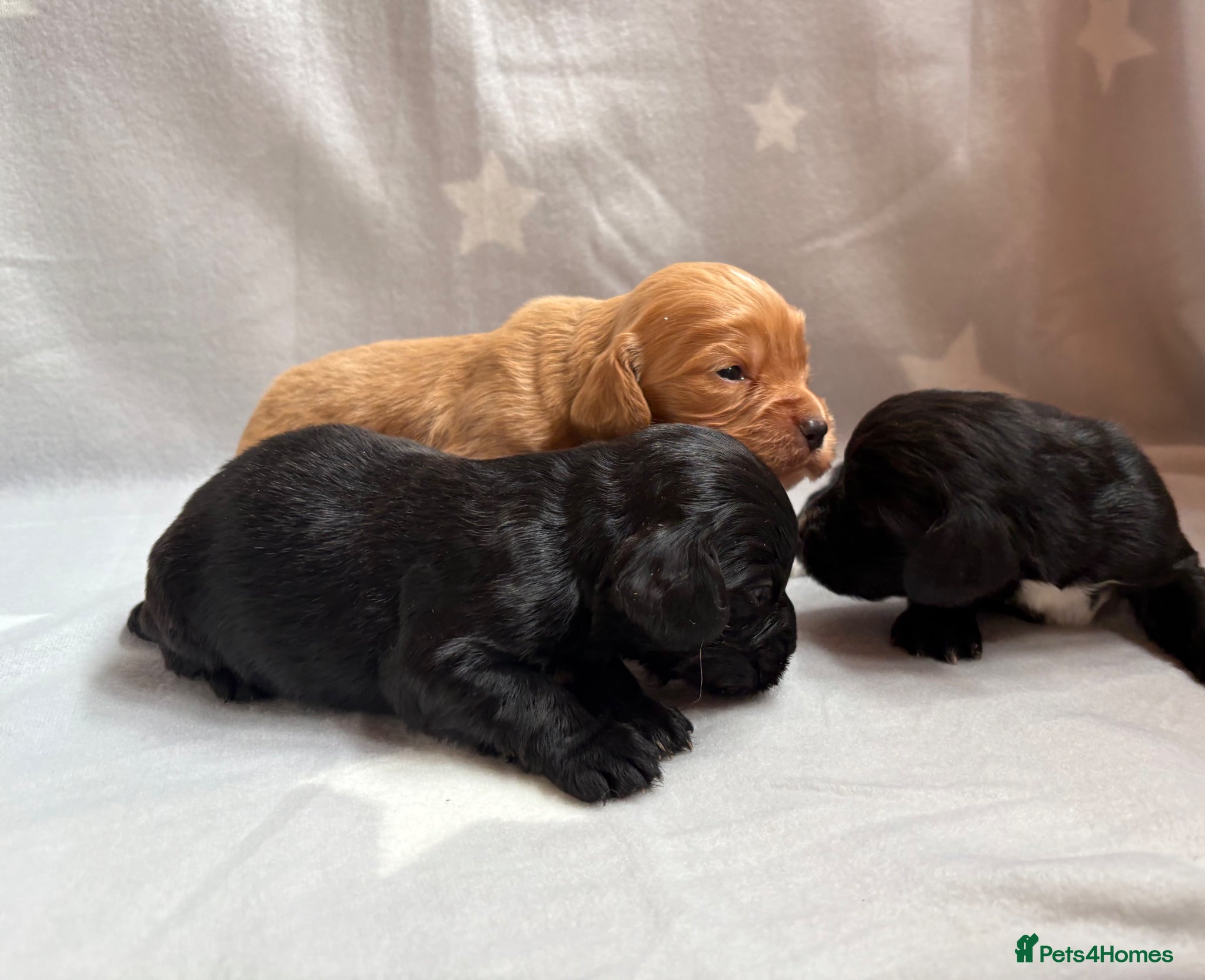 Cocker Spaniel dogs for sale: Stunning Working Cocker spaniels  - Advert 3