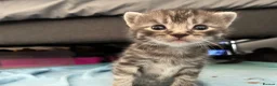 Mixed Breed cats for sale: 6x Part bengal/long haired kittens  in Weymouth - Advert 3