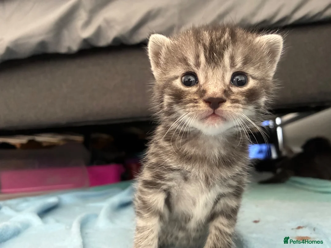 Mixed Breed cats for sale: 6x Part bengal/long haired kittens  - Advert 22