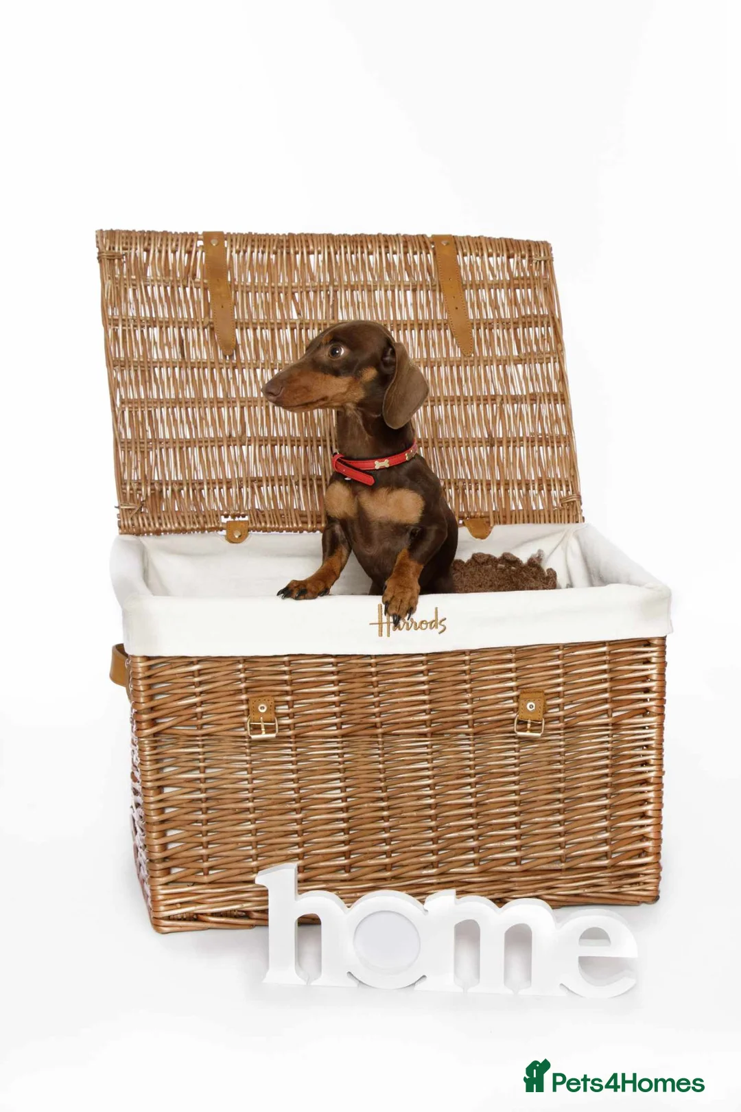 Miniature Dachshund dogs for stud: 🐾TINY 3.5 KG MINIATURE DACHSHUND STUD🐾 - Advert 2