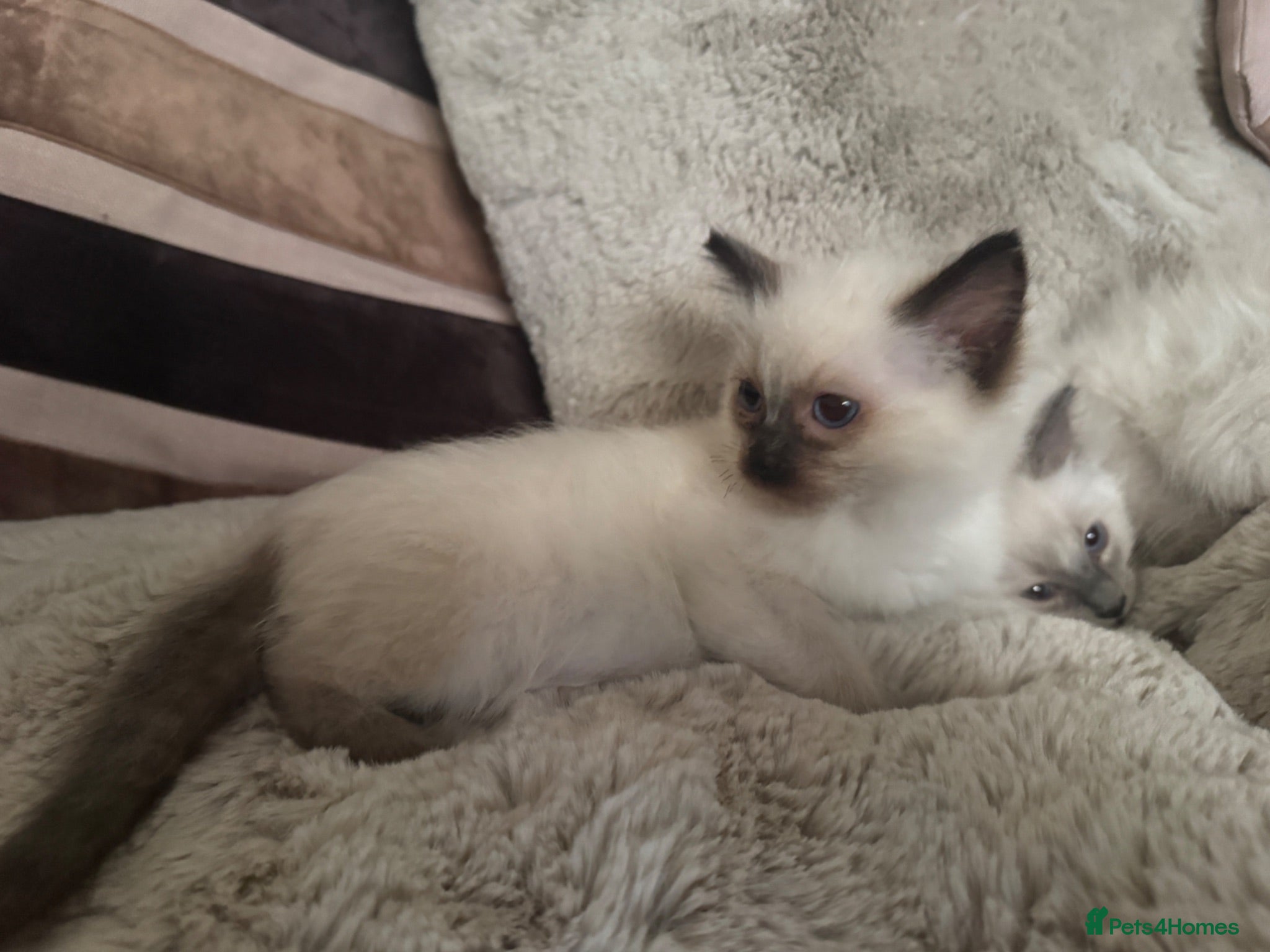 Ragdoll cats  Ragdoll female  kittens  - Advert 11