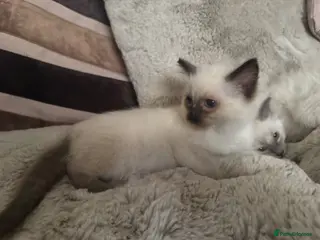Ragdoll cats Ragdoll female kittens - Advert 11