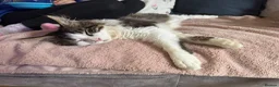Maine Coon cats for sale: Last boy!!  - Advert 5