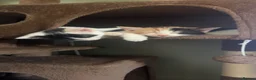 Mixed Breed cats for sale: Kittens  - Advert 9