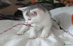 British Shorthair cats for sale: British Short Hair x Domestic Short Hair - Image 7