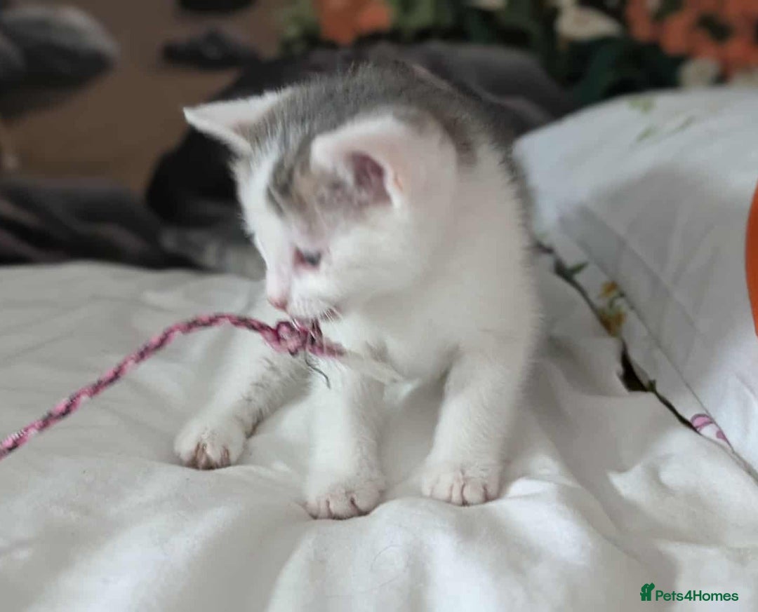 British Shorthair cats for sale: British Short Hair x Domestic Short Hair - Image 7