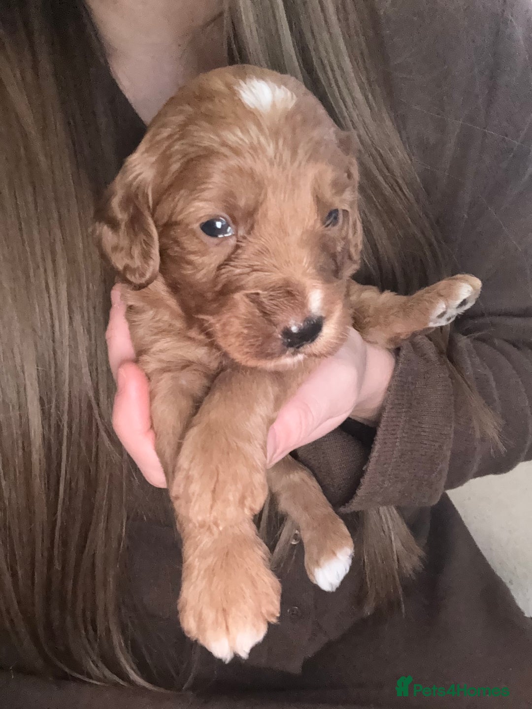 Cockapoo dogs for sale: 7 Golden Cockapoo girls - Advert 6