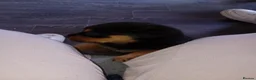 Rottweiler dogs for sale: Chunky full rottie pups  - Advert 3