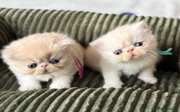 Exotic cats for sale: Superb GCCF Exotic kittens Health Tested parents - Image 13