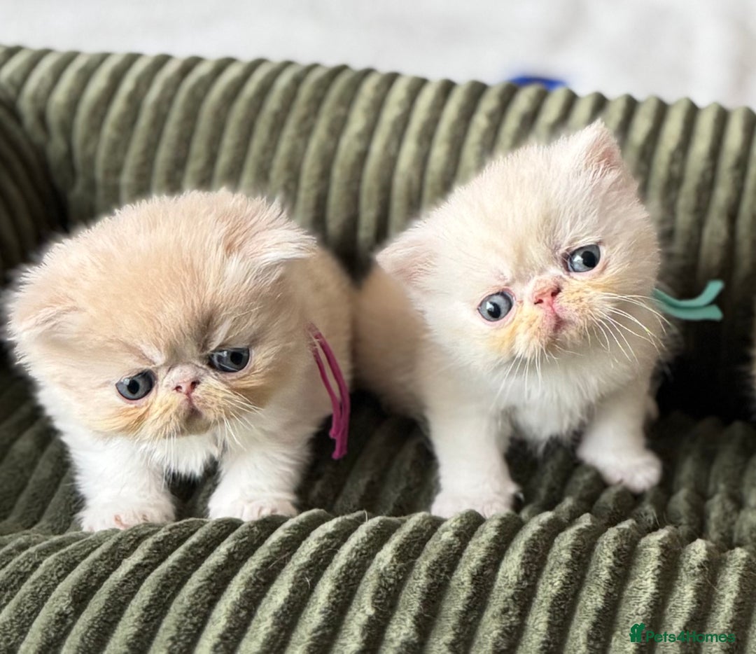 Exotic cats for sale: Superb GCCF Exotic kittens Health Tested parents - Image 13