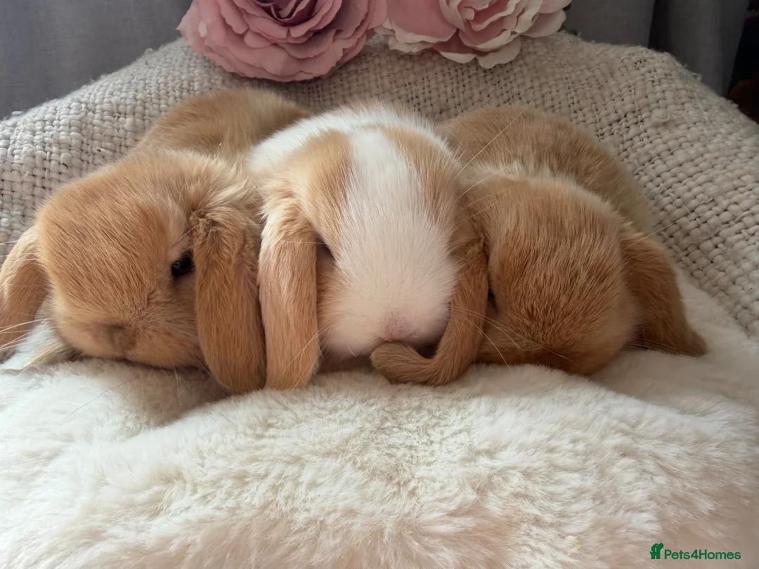 Mini Lop rabbits for sale: Mini lops - Advert 1