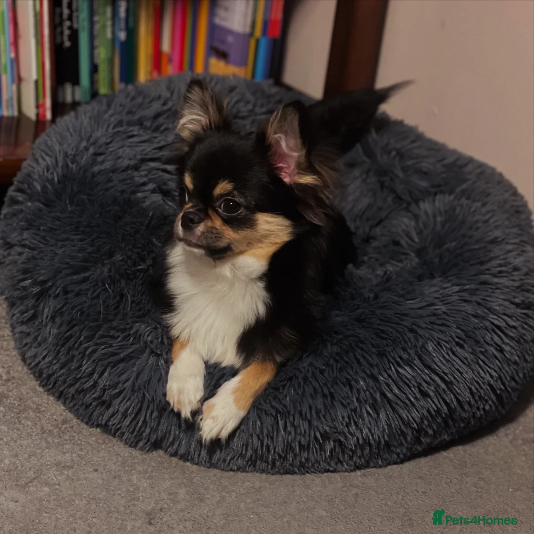 Chihuahua dogs for sale: KC Registered Long Coat Chihuahua Male - Advert 3