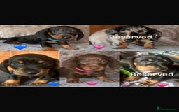 Miniature Dachshund dogs for sale: READY TO LEAVE BLACK/TAN MINIATURE DACHSHUND KC  - Image 11