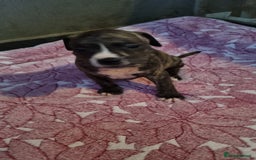 American Bull Staffy dogs for sale: American staffie puppies - Advert 23