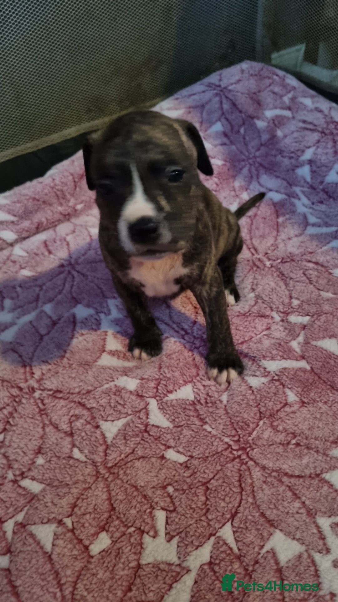 American Bull Staffy dogs for sale: American staffie puppies - Advert 23