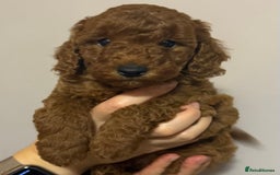 Miniature Poodle dogs for sale: Puppy  - Image 4