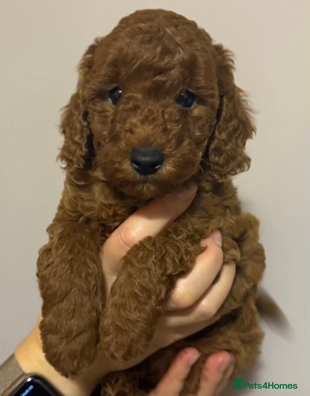Miniature Poodle dogs for sale: Puppy  - Image 4