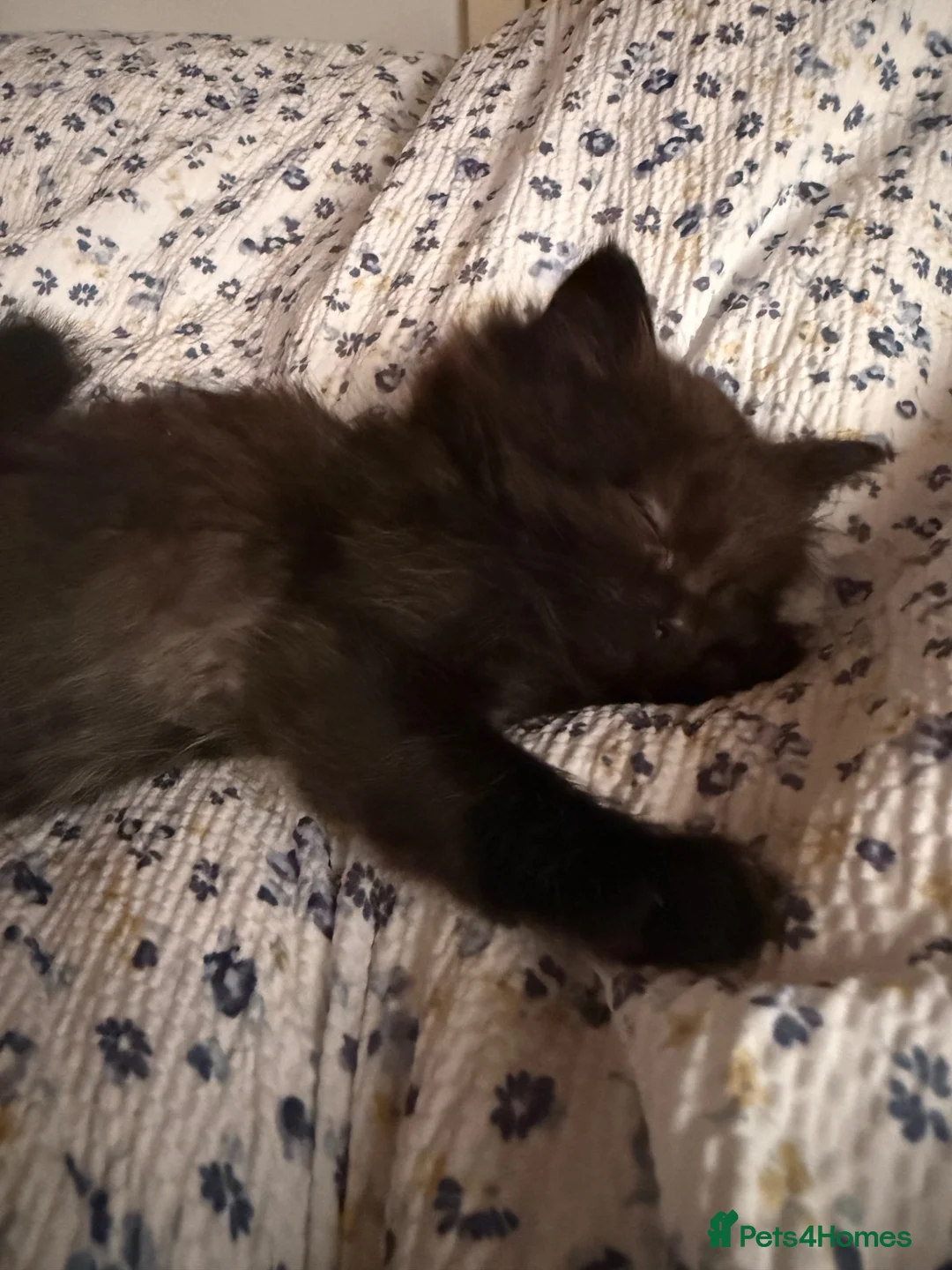 Ragdoll cats for sale: Beautiful Ragdoll Kittens in Faversham - Advert 2