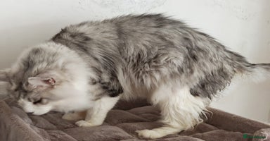 Maine Coon cats - Advert 3