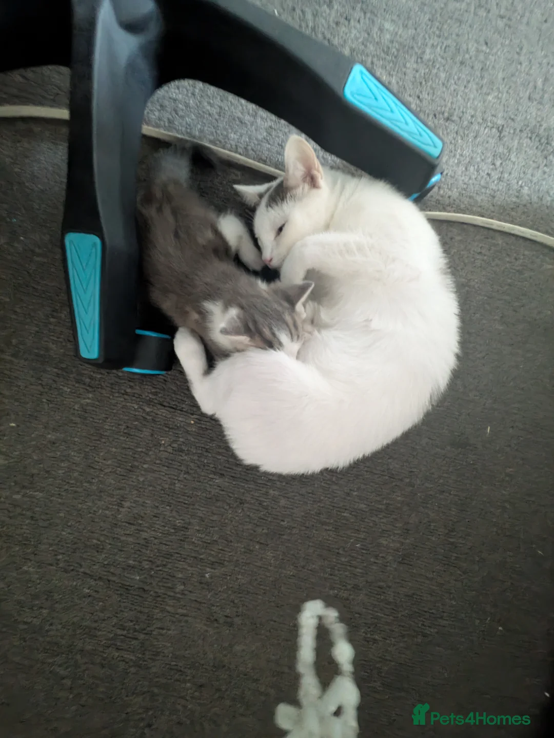 Mixed Breed cats for sale: This is pumpkin  in London - Advert 2