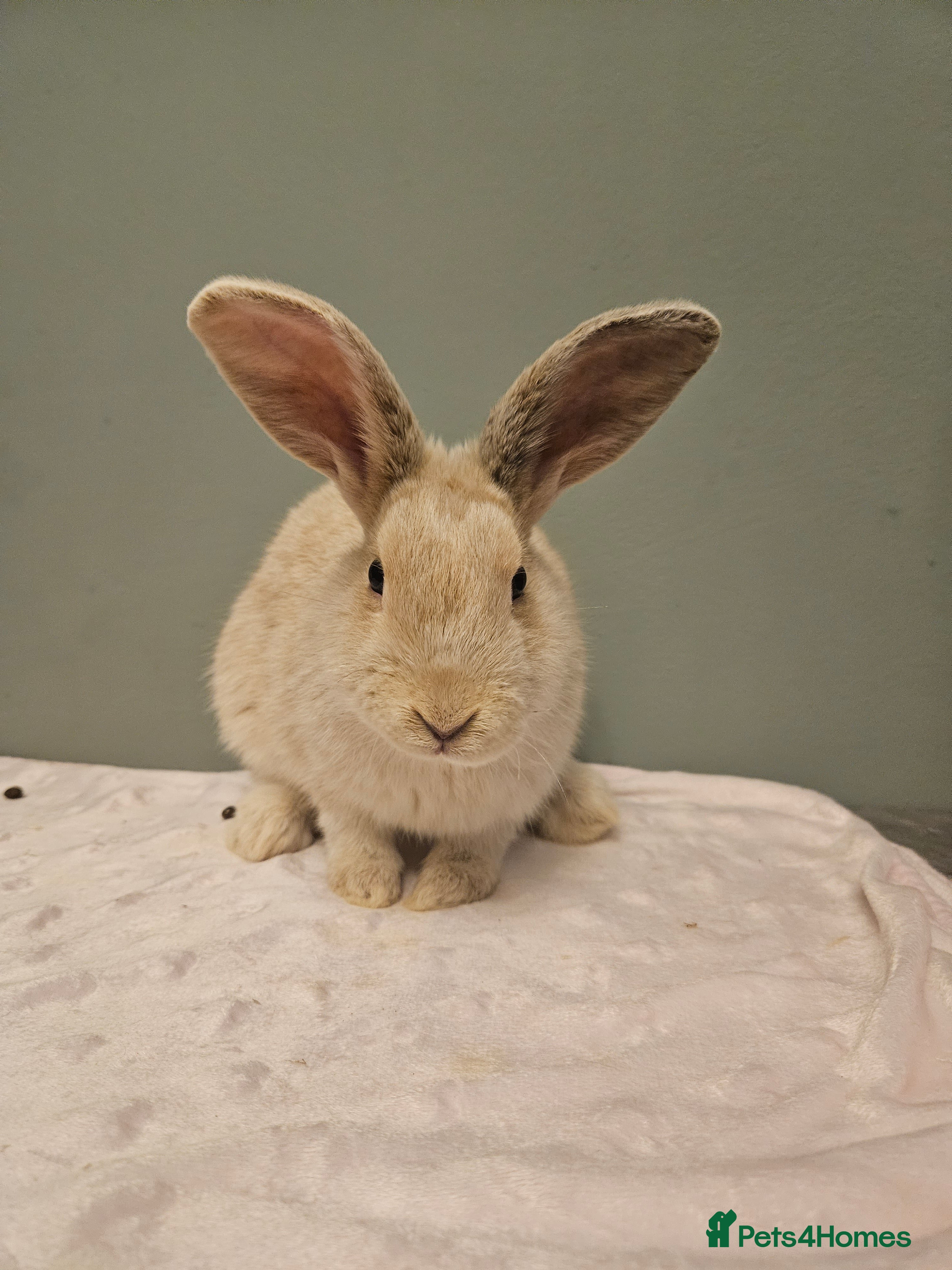 Mixed Breed rabbits Rex X Flemish   stunning ** last one left** - Advert 1