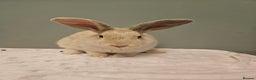 Mixed Breed rabbits for sale: Flemish Giant x buck ** last one left** - Advert 8