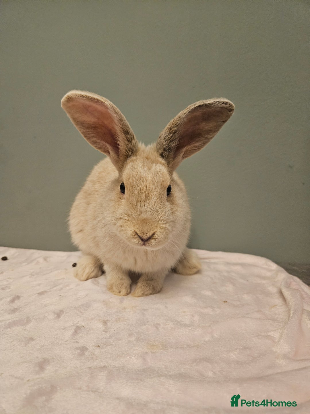 Mixed Breed rabbits for sale: Flemish Giant x buck ** last one left** - Advert 8