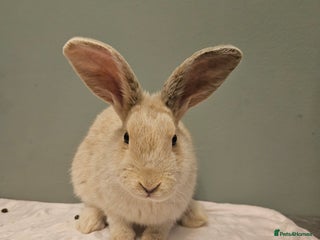 Mixed Breed rabbits Rex X Flemish stunning ** last one left** - Advert 1