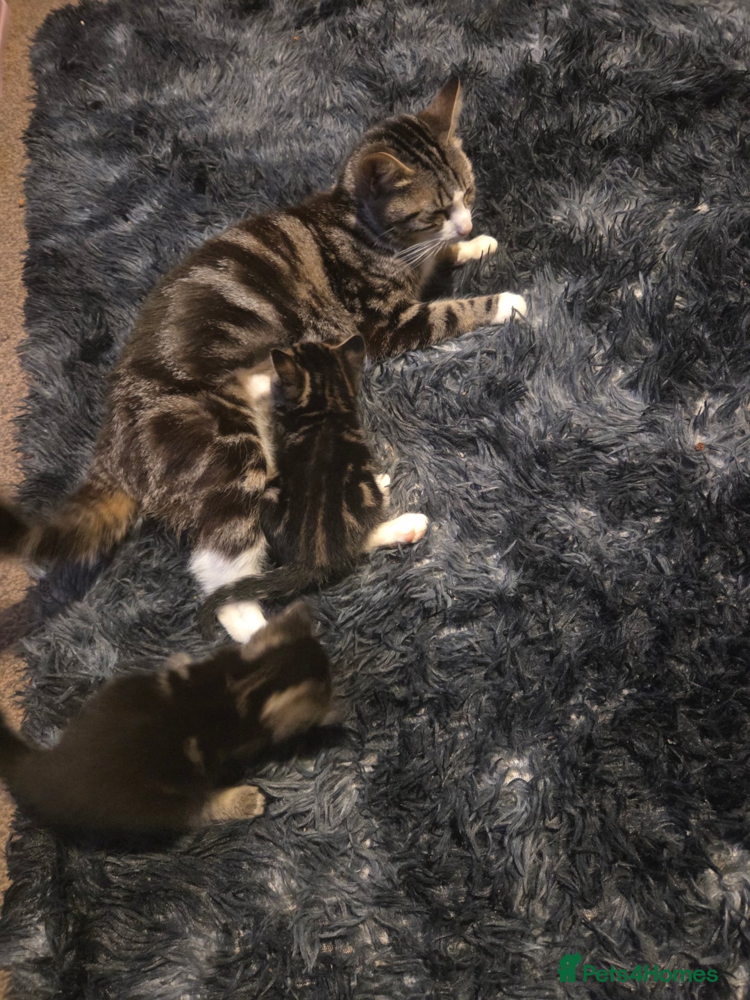 Mixed Breed cats for sale: 5 beautiful kittens - Advert 8