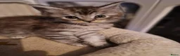 Maine Coon cats for sale: Gorgeous mainecoon kittens available  in Cleckheaton - Advert 8