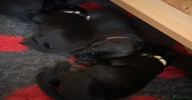 Labrador Retriever dogs - Advert 4