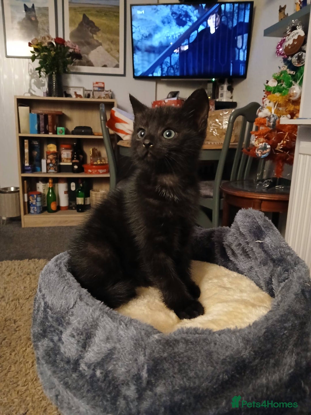 Mixed Breed cats for sale: Dark tabby girl 8wks - Advert 1