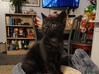 Mixed Breed cats Dark tabby girl 8wks - Advert 1